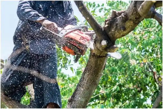 tree services South Bend